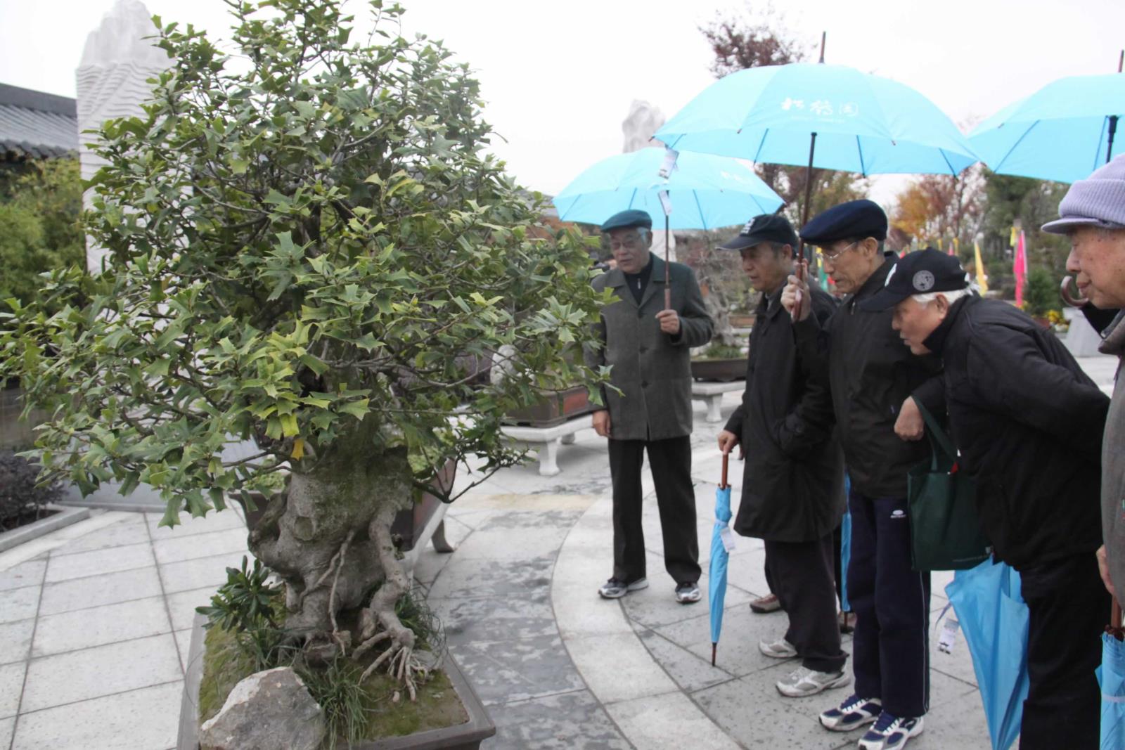 上海首個墓園內藝術盆景基地揭牌